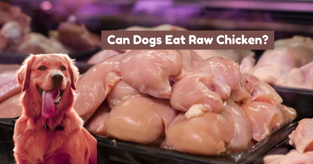 can dogs eat raw chicken