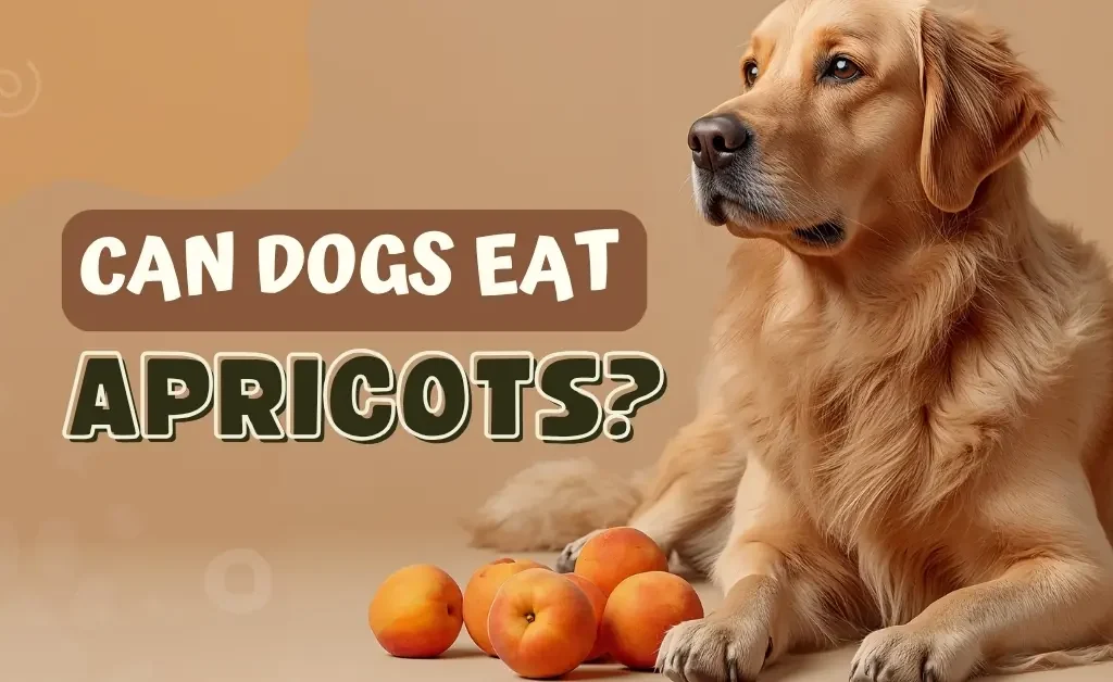 A golden retriever dog lies on a light brown background next to a pile of apricots, with large white text in a brown box that reads, "Can Dogs Eat Apricots?"