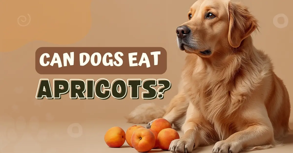 A golden retriever dog lies on a light brown background next to a pile of apricots, with large white text in a brown box that reads, "Can Dogs Eat Apricots?"