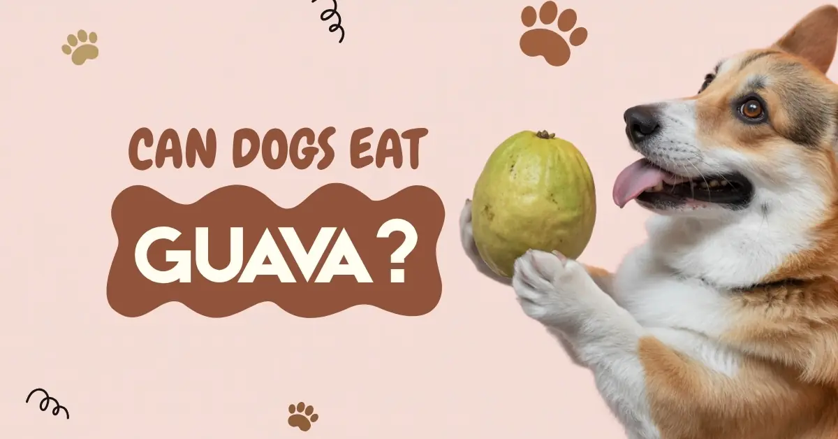 A playful cartoon Corgi on its back with fresh guavas, "CAN DOGS EAT GUAVA?"