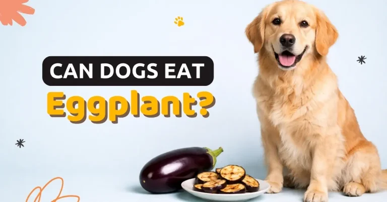 A golden retriever sits against a light blue background next to a whole eggplant and a plate of grilled eggplant slices, accompanied by the text, "Can Dogs Eat Eggplant?"