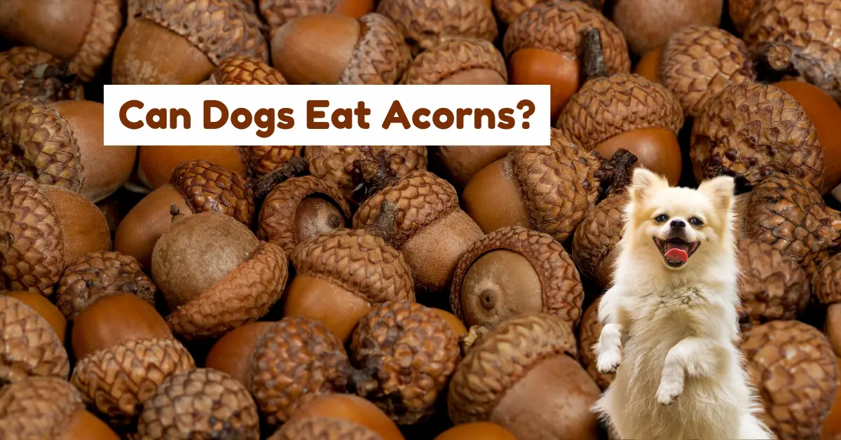 can dogs eat acorns