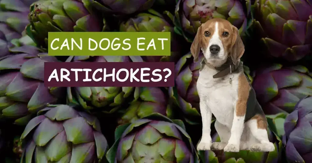 Can Dogs Eat Artichokes