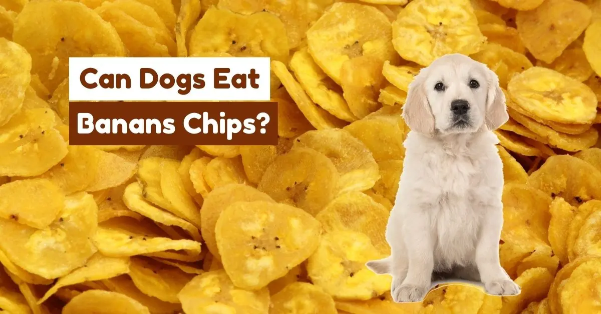 Can Dogs Eat Banana Chips? Golden Retriever Puppy with Banana Chips