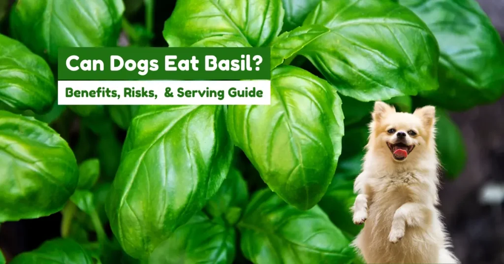 can dogs eat basil