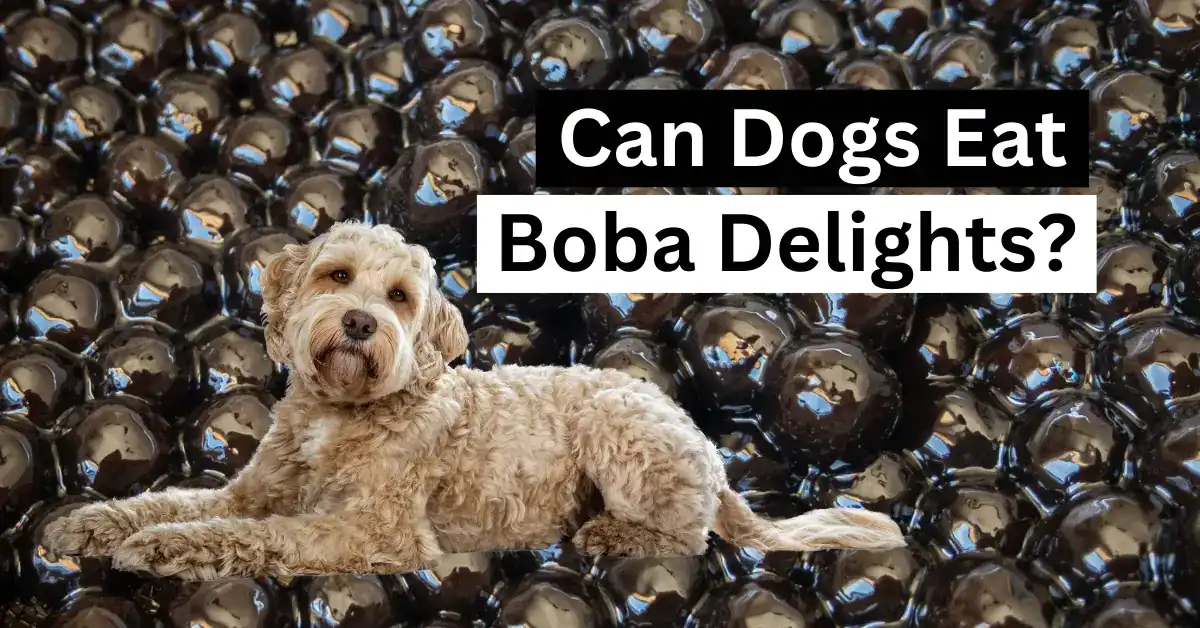 Can Dogs Eat Boba Delights