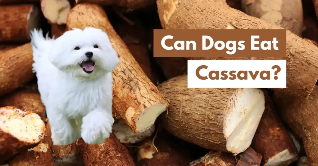 Can Dogs Eat Cassava