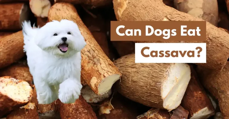 Can Dogs Eat Cassava