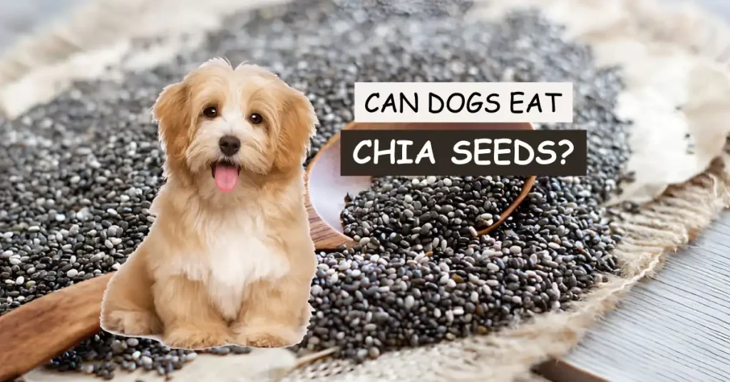 Can Dogs Eat Chia Seeds