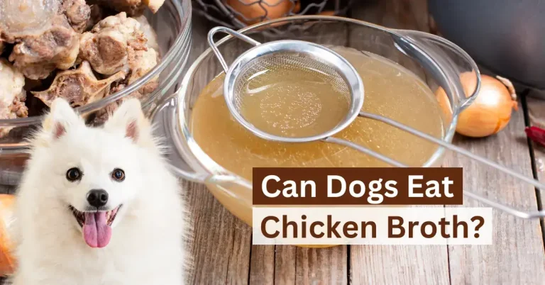 Can Dogs Eat Chicken Broth