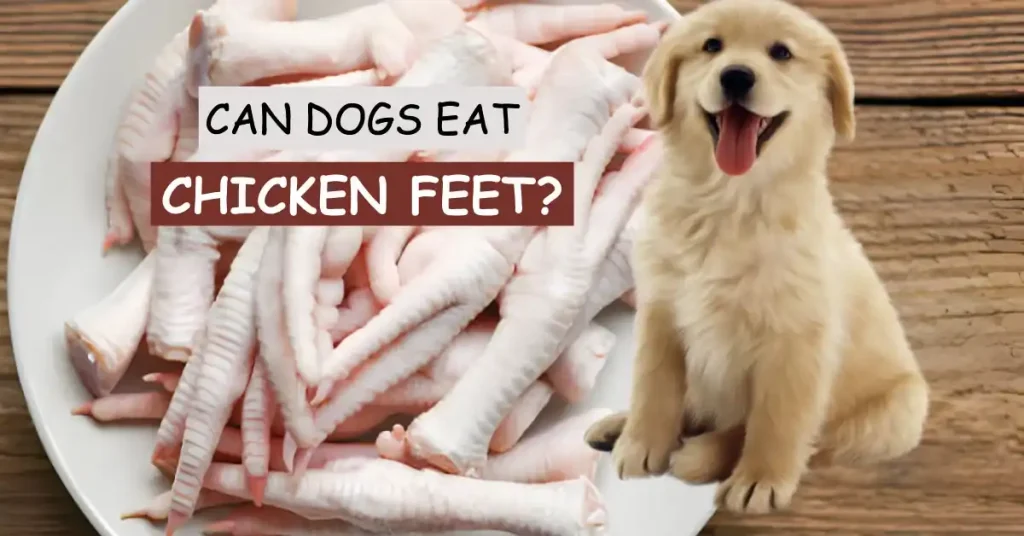 Can Dogs Eat Chicken Feet