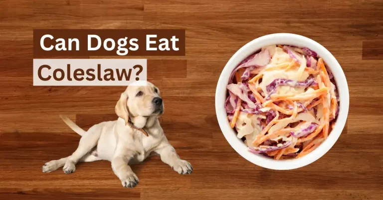 Can Dogs Eat Coleslaw
