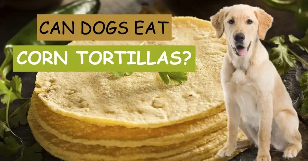Can Dogs Eat Corn Tortillas