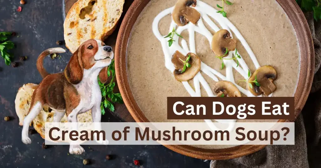 Can Dogs Eat Cream of Mushroom Soup