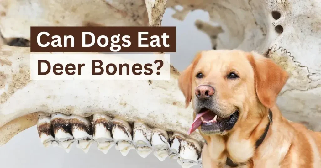 Can Dogs Eat Deer Bones