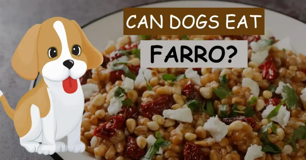 Can Dogs Eat Farro