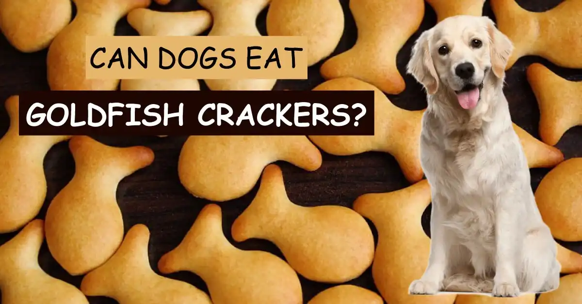 can dogs eat goldfish crackers