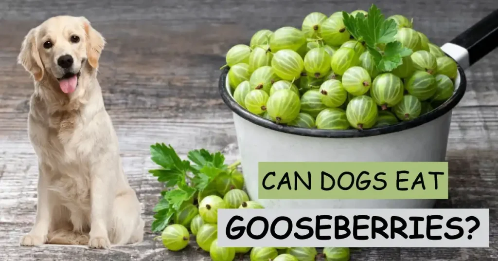 can dogs eat gooseberries