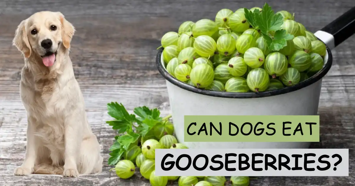 can dogs eat gooseberries