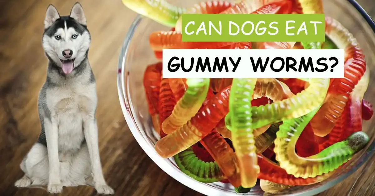 can dogs eat gummy worms