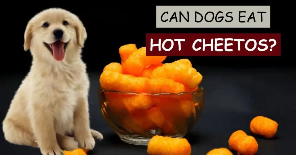 can dogs eat hot cheetos