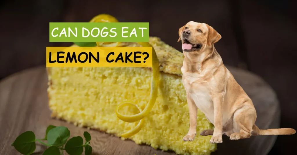can dogs eat lemon cake, can my dog have lemon cake, can i give lemon cake to my dog