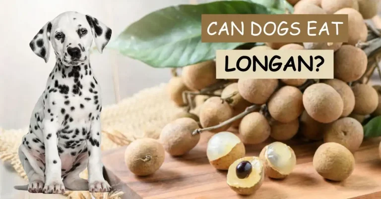 can dogs eat longan