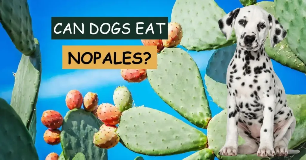 can dogs eat nopales