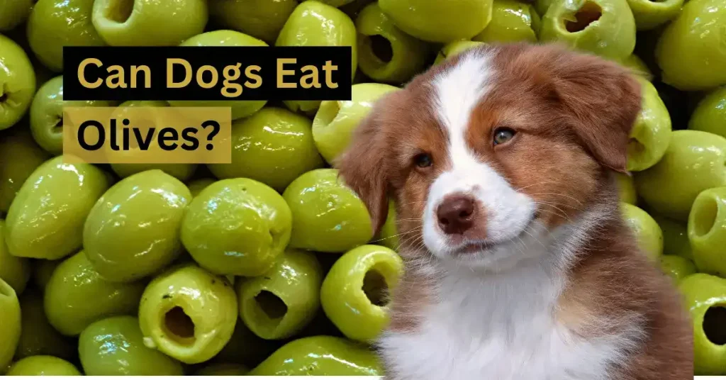 Can Dogs Eat Olives