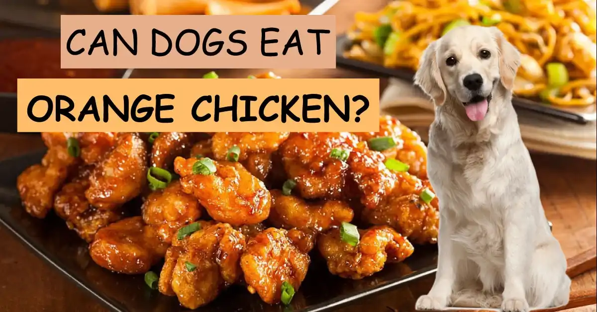 can dogs eat orange chicken