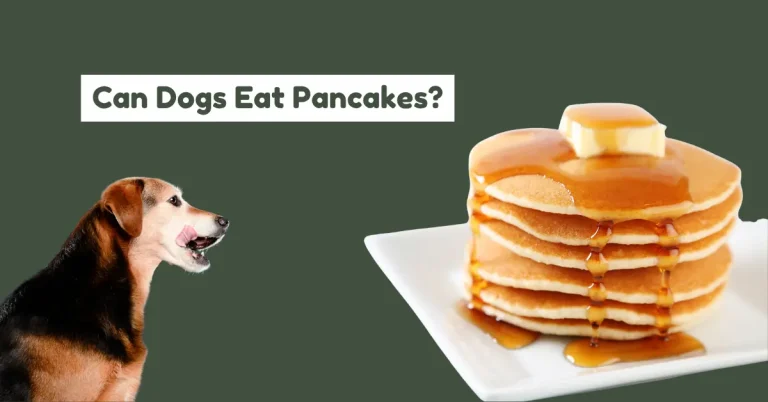 can dogs eat pancake