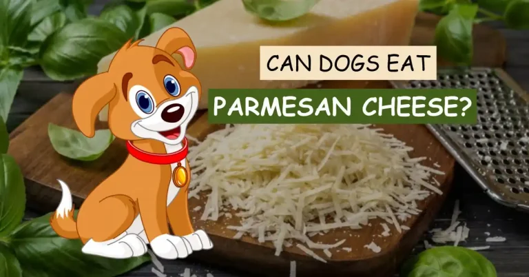 can dogs eat parmesan cheese