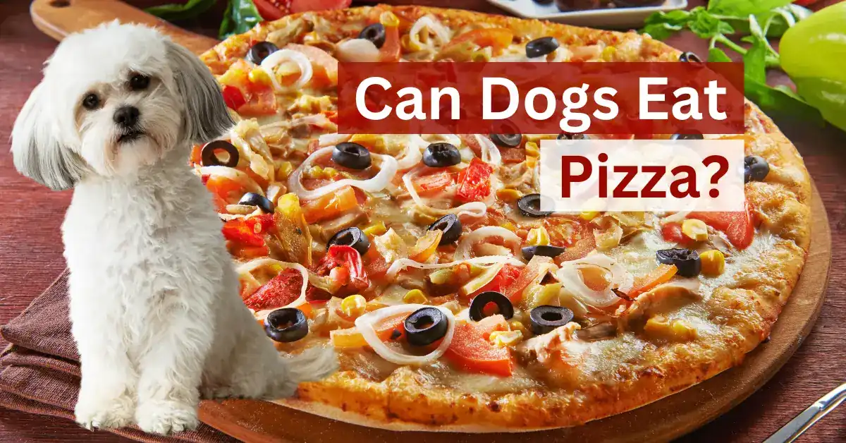 Can Dogs Eat Pizza
