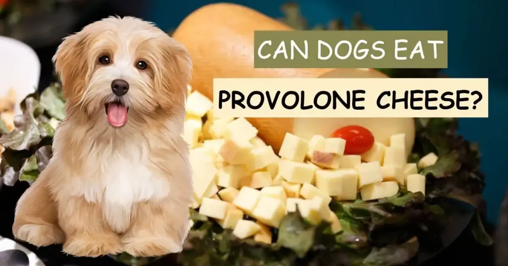 can dogs eat provolone cheese