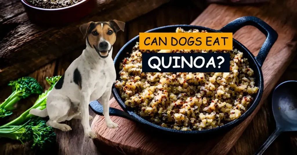 Can Dogs Eat Quinoa