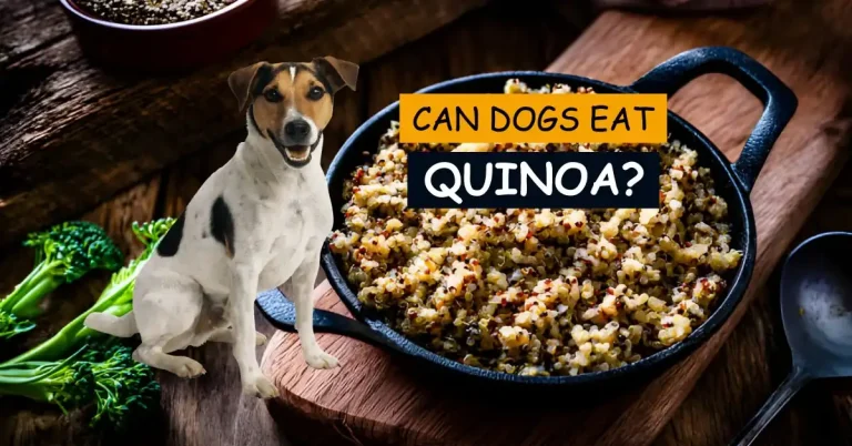 Can Dogs Eat Quinoa