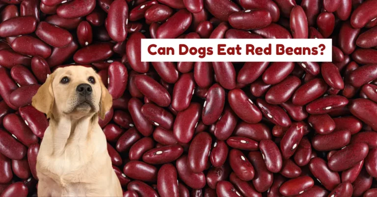 can dogs eat red beans