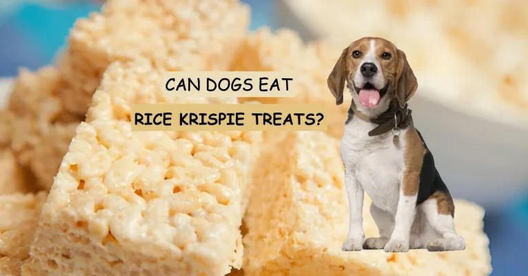can a dog eat rce krispie treats