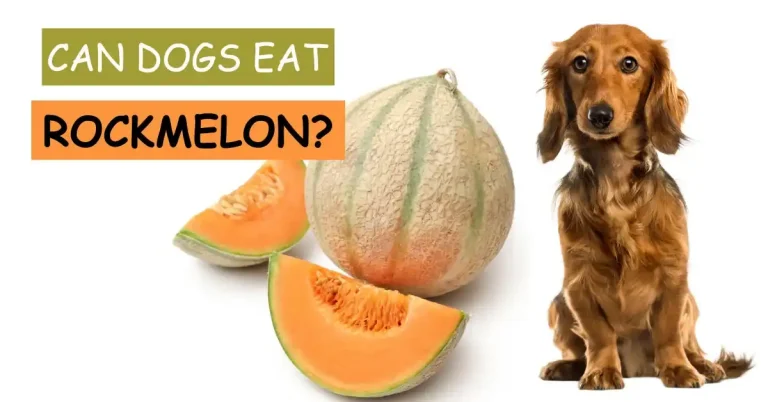can dogs eat rockmelon