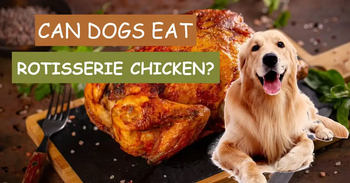Can Dogs Eat Rotisserie Chicken?