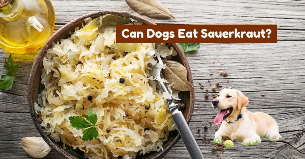 Can Dogs Eat Sauerkraut