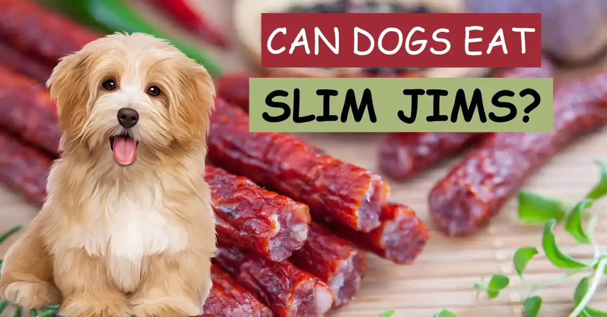can dogs eat slim jims