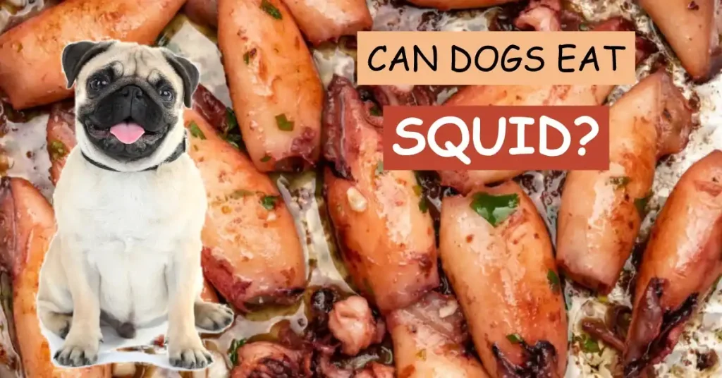 Can Dogs Eat Squid