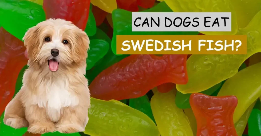 can dogs eat swedish fish