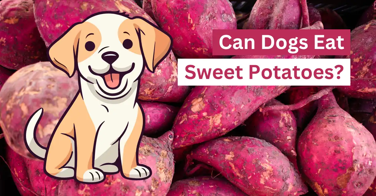 Can Dogs Eat Sweet Potatoes