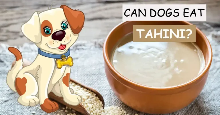 can dogs eat tahini