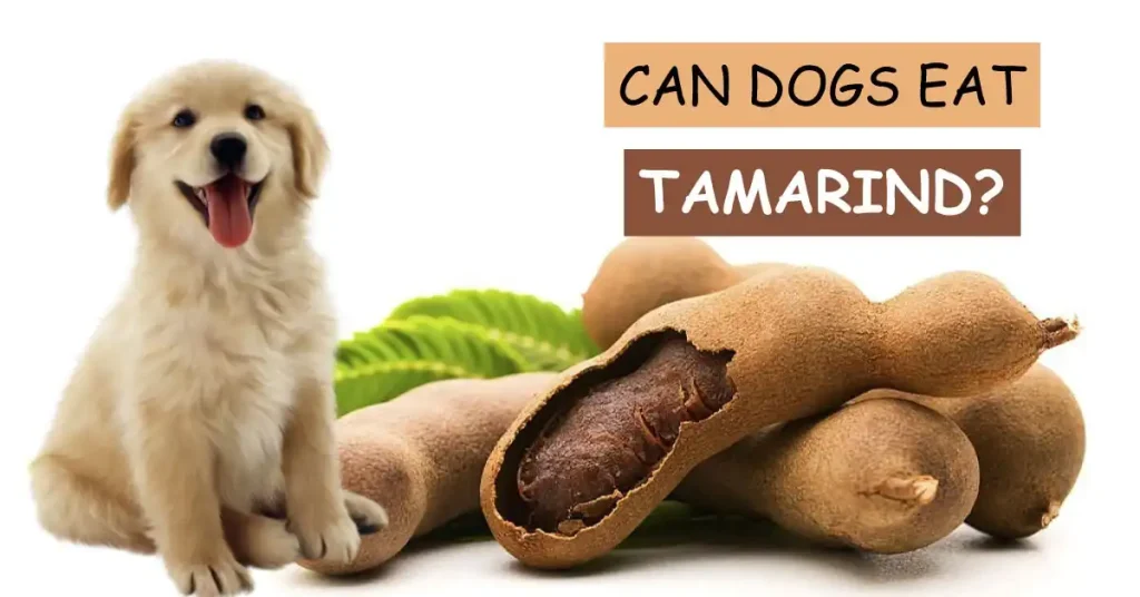 Can Dogs Eat Tamarind