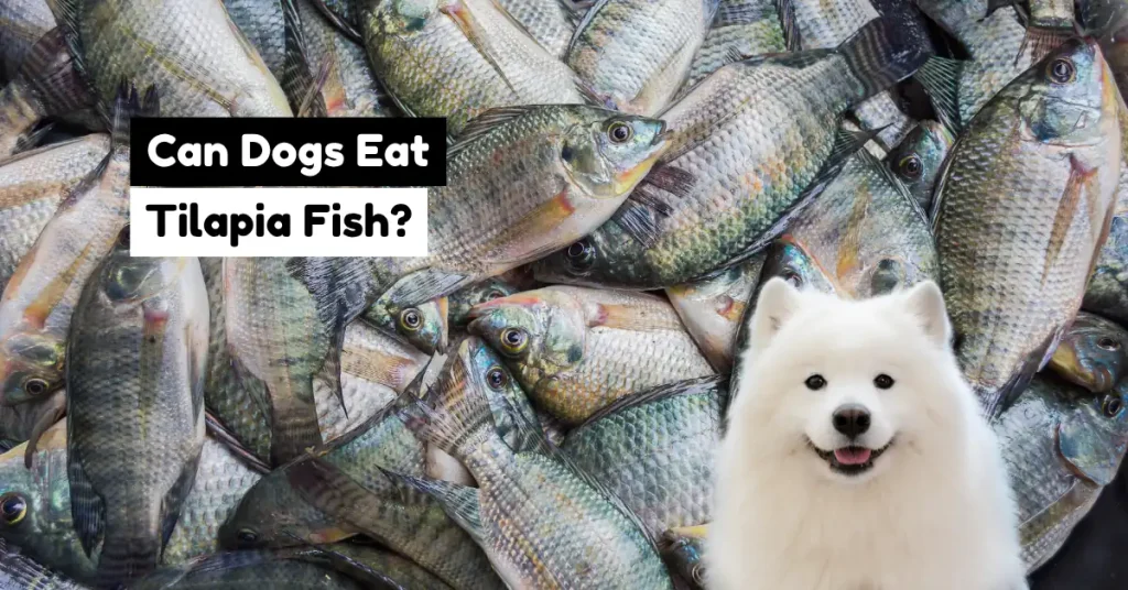 can dogs eat tilapia fish