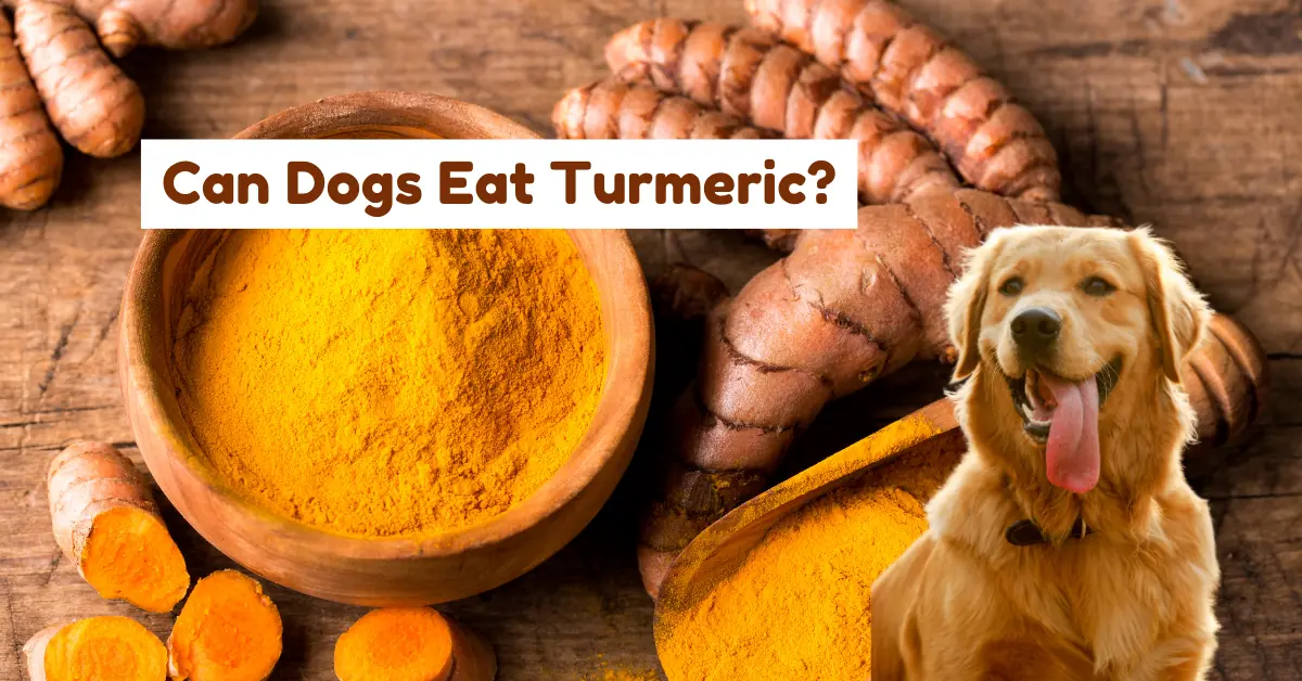 can dogs eat turmeric
