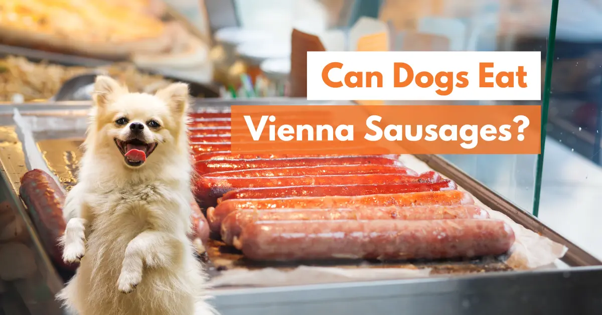 can my dog eat vienna sausages